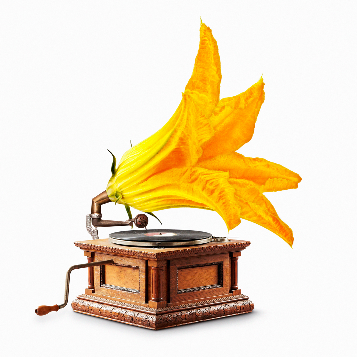 Vintage gramophone whose trumpet is replaced by a yellow cone-shaped flower to celebrate the arrival of Spring