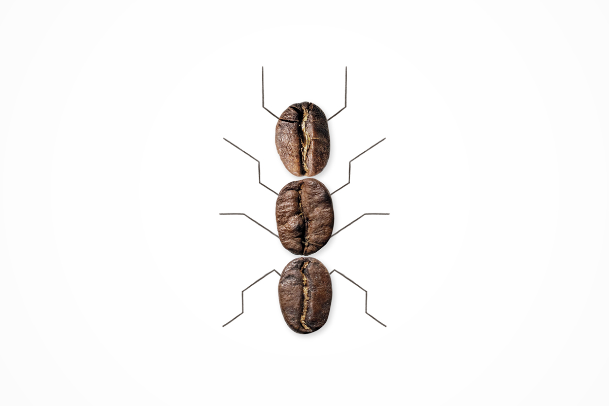 Illustration by Mariaelena Caputi of an ant whose body is made of coffee beans.